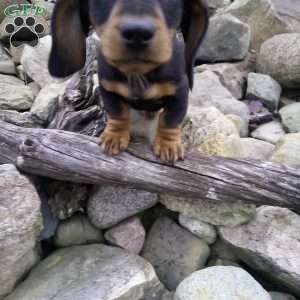 Digger, Dachshund Puppy